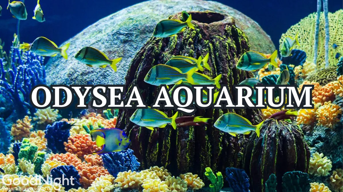 An interior image featuring colorful coral reefs, schools of fish, and lush aquatic plants—all part of an engaging aquarium exhibit. The vibrant underwater scene captures the imaginative learning and immersive fun awaiting families inside OdySea Aquarium.